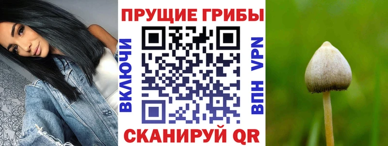 shop формула  кракен как войти  Ленинск  Псилоцибиновые грибы Psilocybine cubensis 